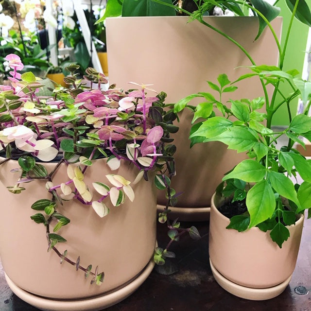 Plant Pots Victoria Park Flowers