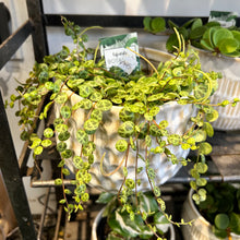 String of Turtles