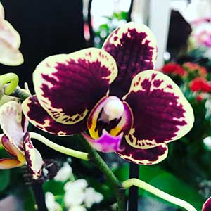 Caring for Orchid Plants