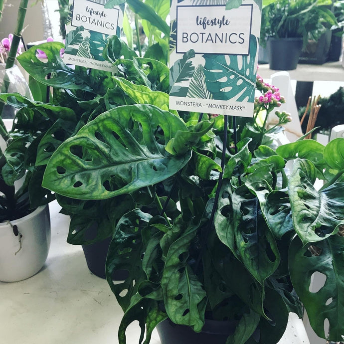 Huge selection of indoor plants