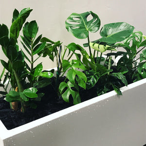 Need plants for your office?