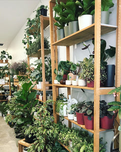 Plant Store - City Jungle