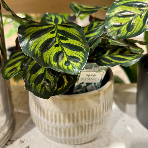 Calathea Makoyana