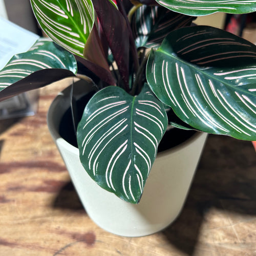 Calathea Ornata