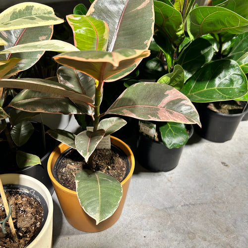 Ficus Ruby Plant