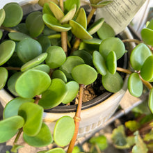 Peperomia Tetraphylla - Hope