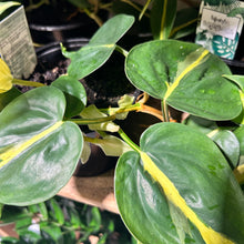 Philodendron Brasil