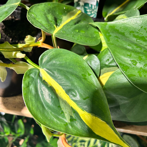 Philodendron Brasil