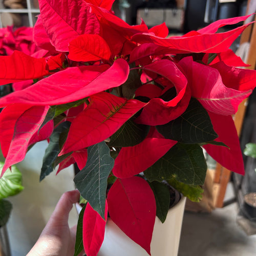 Christmas Star - Poinsettia