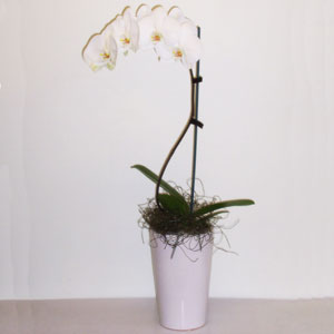 White Phalaenopsis Orchid