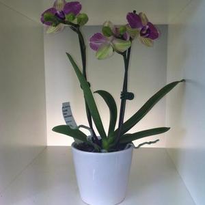 Mini Phalaenopsis Orchid - double stem