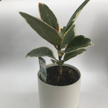 Ficus Tineke Plant