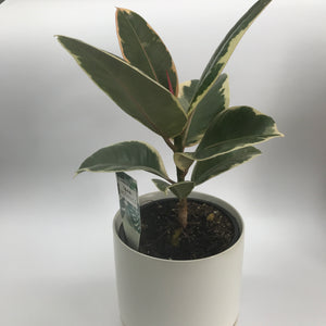 Ficus Tineke Plant