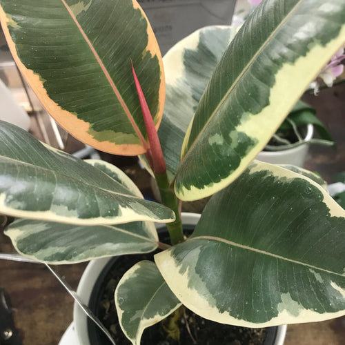 Ficus Tineke Plant